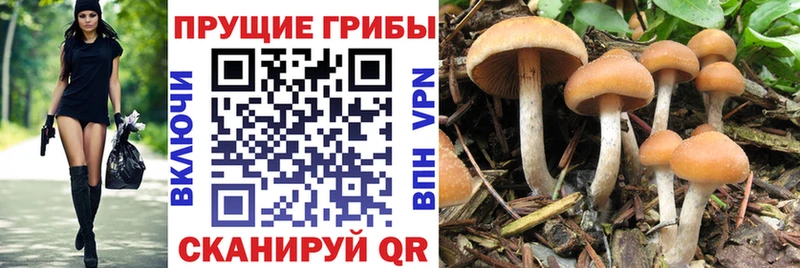 Галлюциногенные грибы мицелий  Купить закладки  Пошехонье 